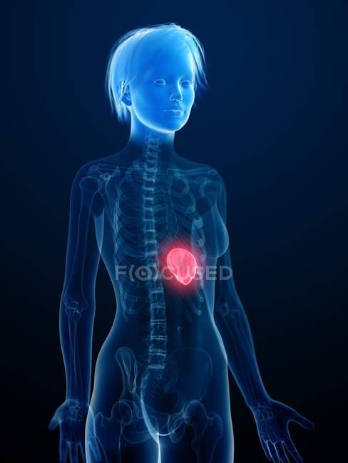 Illustration of human silhouette with inflamed spleen. — Stock Photo