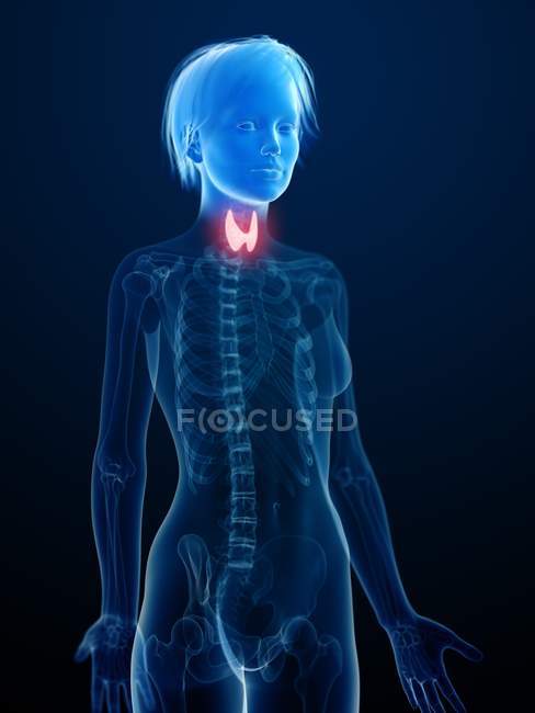 Ilustração da silhueta humana com a glândula tireóide inflamada
. — Fotografia de Stock