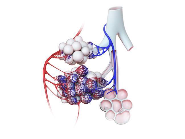 Digital illustration of human alveoli on white background. — Stock Photo