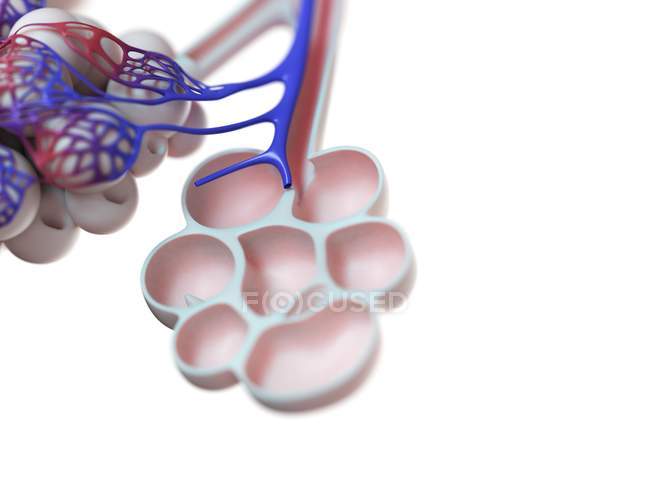 Digitale Darstellung menschlicher Lungenbläschen auf weißem Hintergrund. — Stockfoto