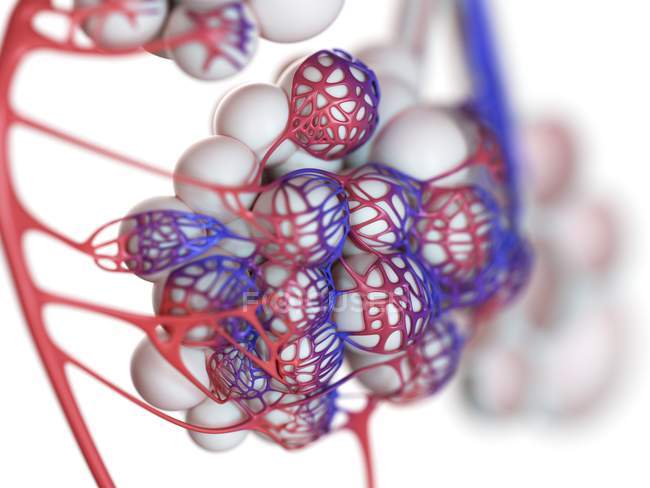 Illustrazione digitale di alveoli umani su sfondo bianco . — Foto stock