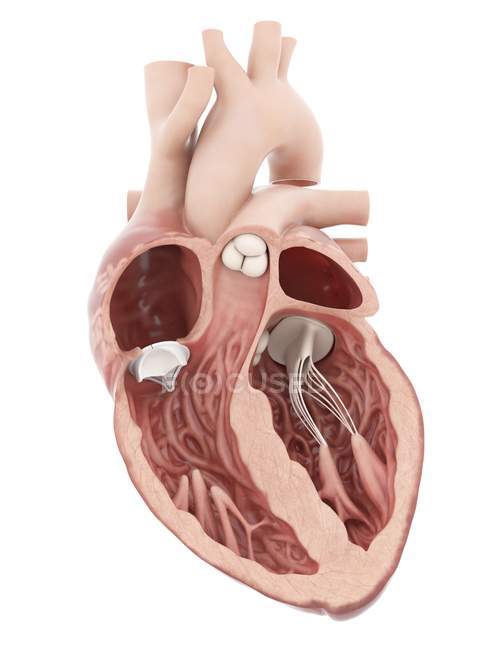 Медична ілюстрація штучного серцевого клапана . — стокове фото