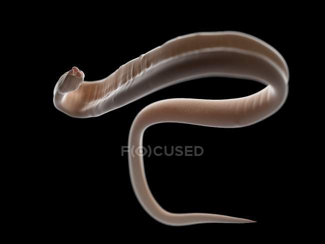 Illustration of ascariasis worm on black background. — Stock Photo