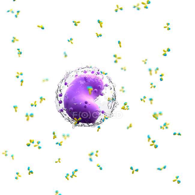 Illustration of leucocyte cell surrounded by antibodies on white background. — Stock Photo