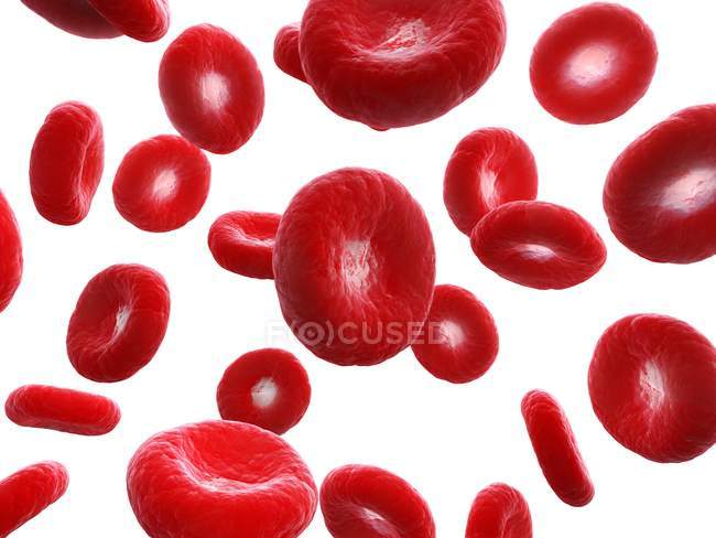 Иллюстрация клеток крови человека на белом фоне . — стоковое фото