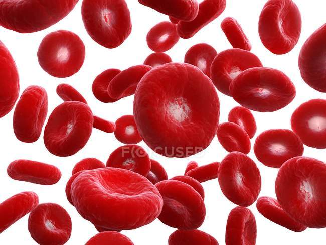 Ilustración de células sanguíneas humanas sobre fondo blanco
. - foto de stock