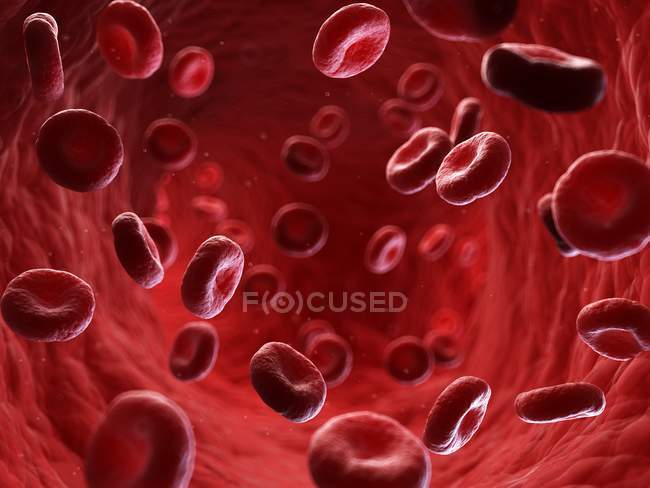 Ilustración de células sanguíneas humanas en el torrente sanguíneo
. - foto de stock