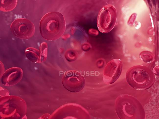 Ilustración de células sanguíneas humanas en el torrente sanguíneo
. - foto de stock