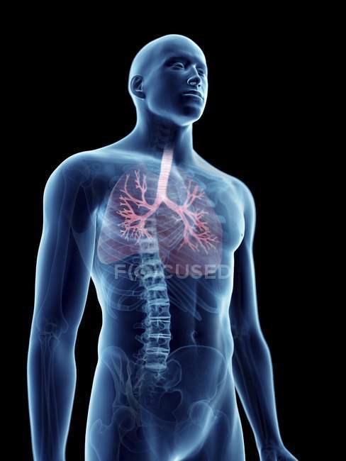 Illustration of bronchi in transparent male silhouette. — Stock Photo