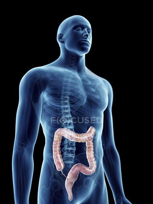 Illustration of colon in transparent male silhouette. — Stock Photo