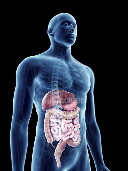 Ilustración del sistema digestivo en silueta masculina transparente
. - foto de stock