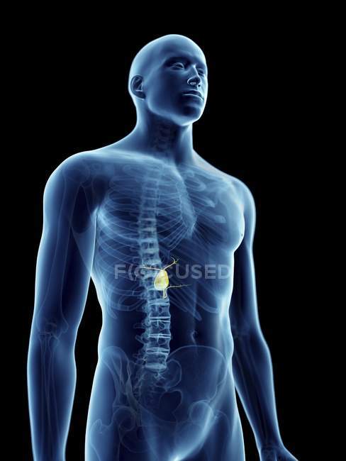 Ilustración de la vesícula biliar en silueta masculina transparente . - foto de stock