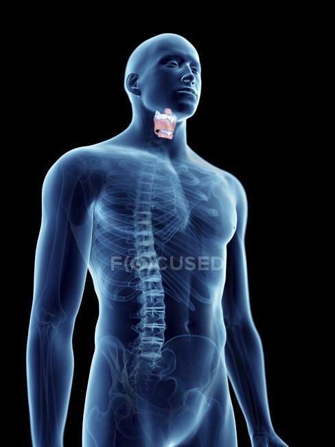 Ilustración de la laringe en silueta masculina transparente . - foto de stock