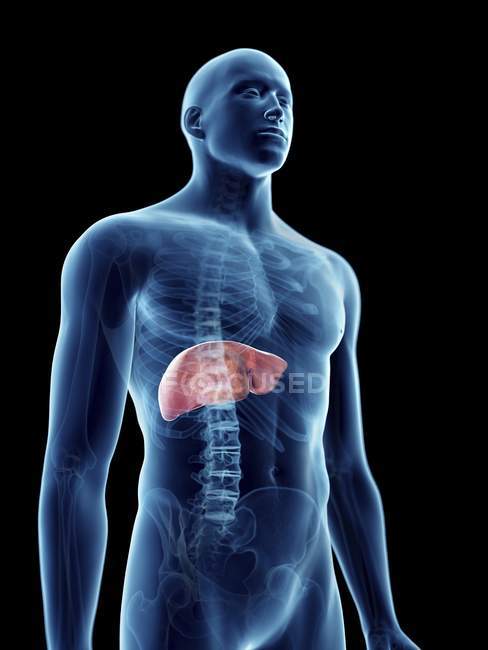 Ilustración del hígado en silueta masculina transparente . - foto de stock