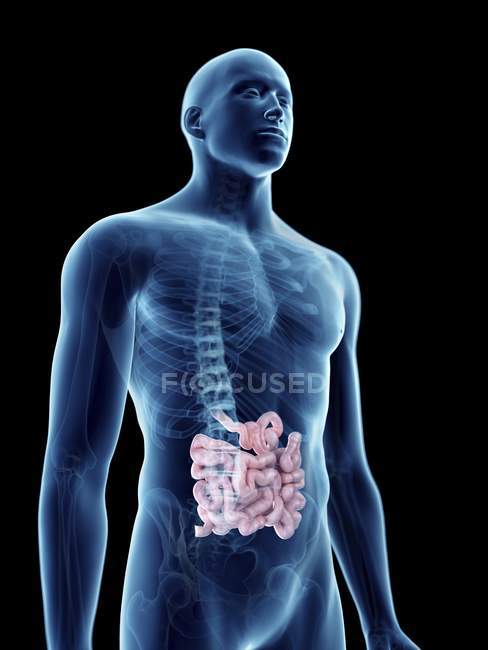 Ilustración del intestino delgado en silueta masculina transparente . - foto de stock