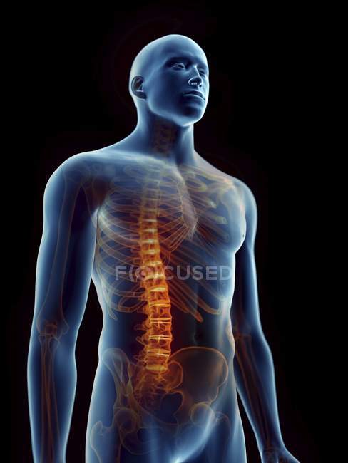 Illustration de la colonne vertébrale douloureuse en silhouette masculine transparente . — Photo de stock