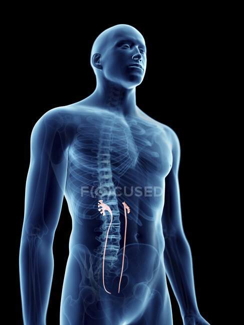 Ilustración de uréteres en silueta masculina transparente . - foto de stock