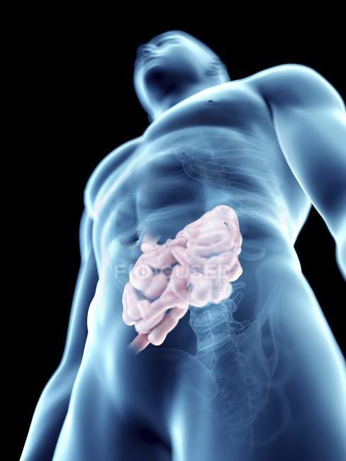 Ilustración del intestino delgado en silueta masculina transparente . - foto de stock
