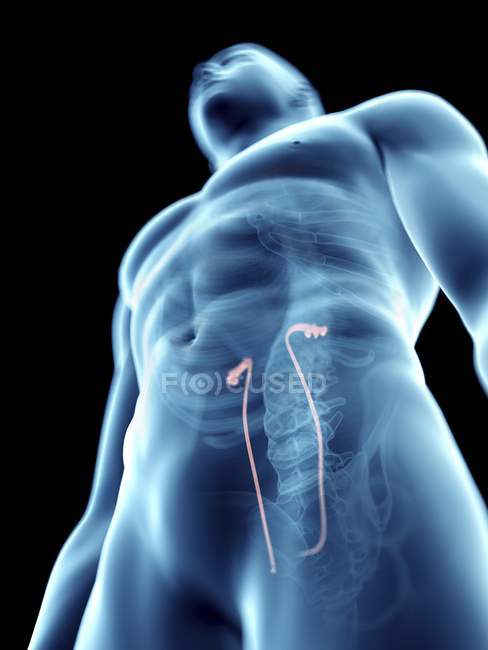 Ilustración de uréteres en silueta masculina transparente
. - foto de stock