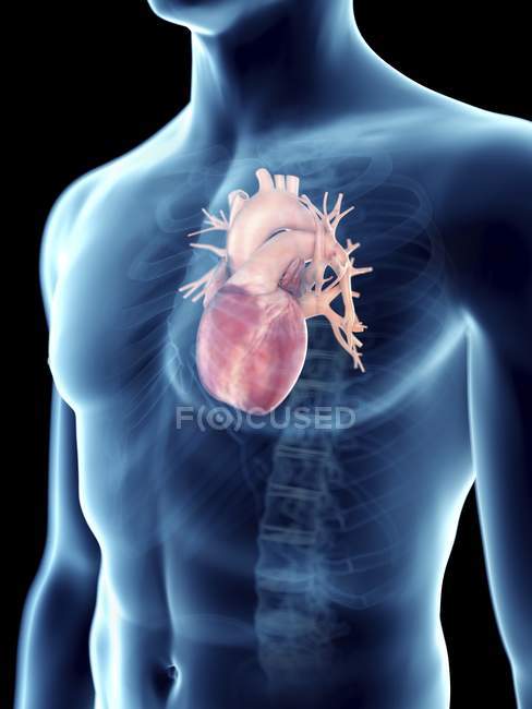 Ilustración del corazón en silueta masculina transparente . - foto de stock