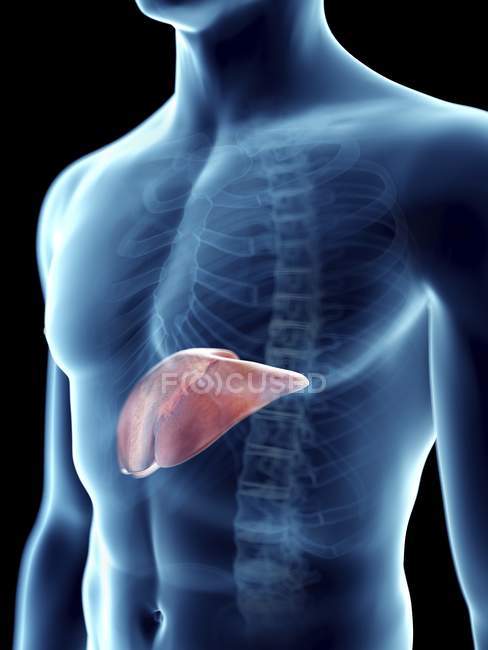 Ilustração do fígado em silhueta masculina transparente . — Fotografia de Stock