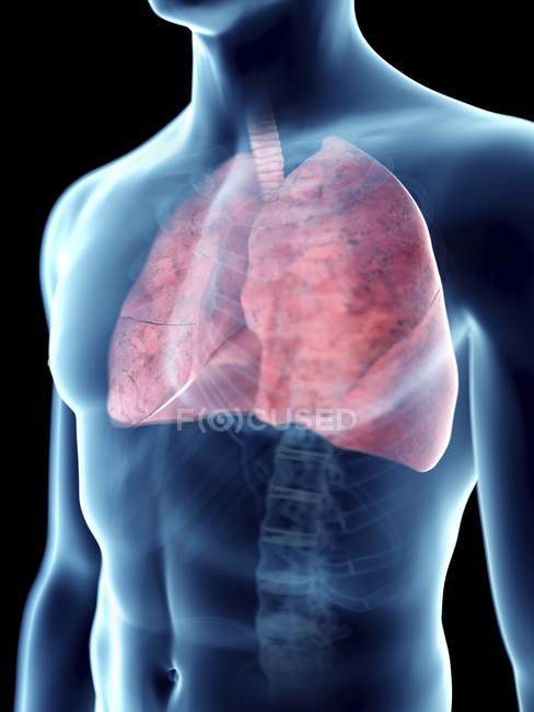 Ilustración de pulmones en silueta masculina transparente
. - foto de stock