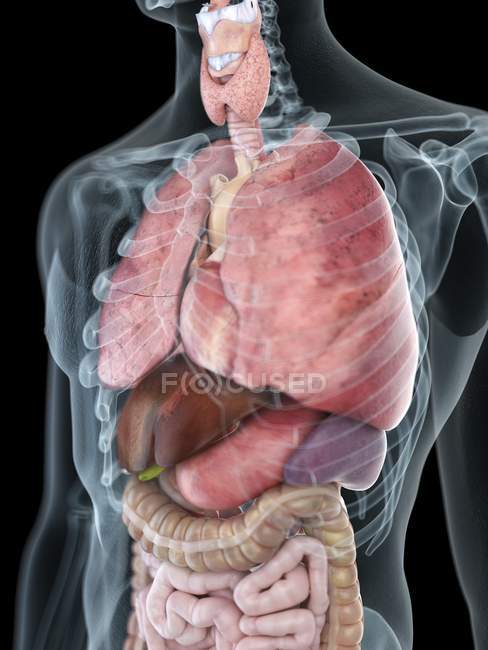 Ilustración de la anatomía del tórax en silueta masculina transparente
. - foto de stock