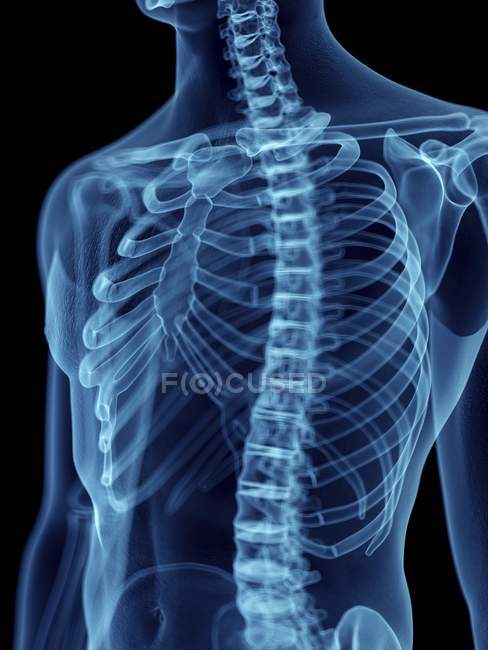 Illustration of skeletal thorax in transparent male silhouette. — Stock Photo