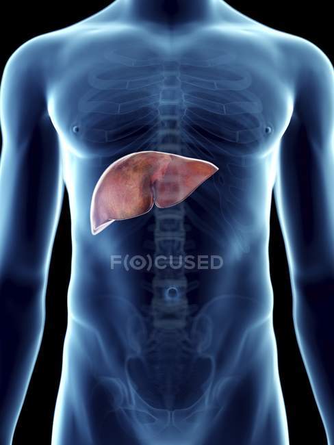 Ilustración del hígado en silueta masculina transparente . - foto de stock