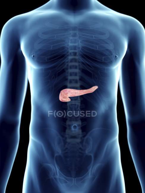 Ilustración del páncreas en silueta masculina transparente . - foto de stock