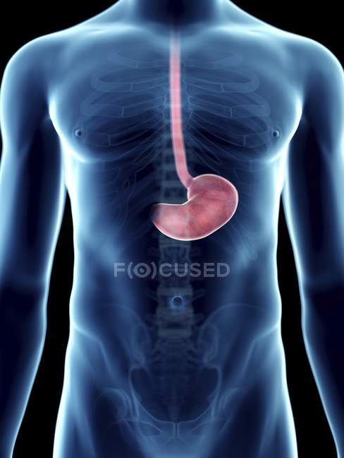 Ilustración del estómago en silueta masculina transparente . - foto de stock