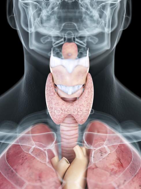 Illustrazione dell'anatomia della gola nella silhouette maschile trasparente . — Foto stock