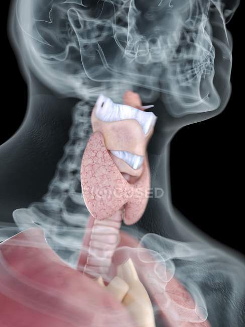 Close-up illustration of transparent silhouette of male body with colored throat anatomy. — Stock Photo