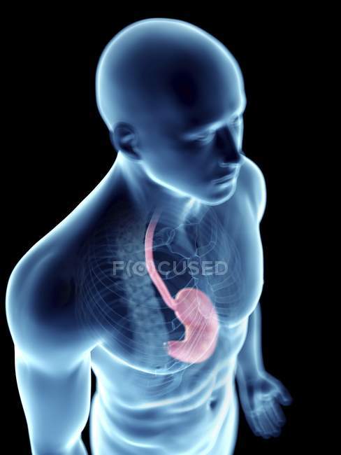 Ilustración de silueta azul transparente del cuerpo masculino con el estómago coloreado . - foto de stock