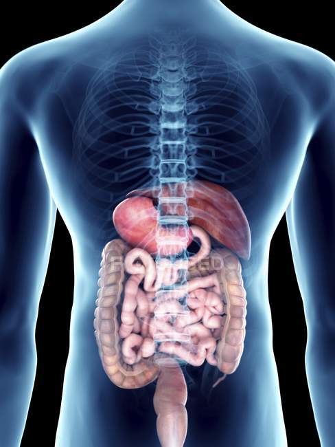 Ilustración de sección media de silueta azul transparente del cuerpo masculino con sistema digestivo coloreado . - foto de stock
