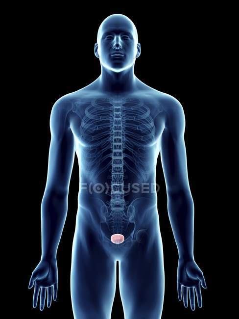 Illustration of transparent blue silhouette of male body with colored bladder. — Stock Photo
