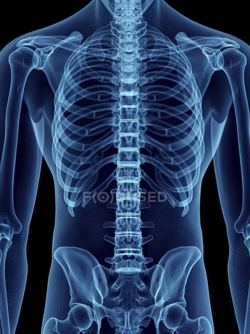 Mid section illustration of transparent blue silhouette of male body with skeletal back. — Stock Photo