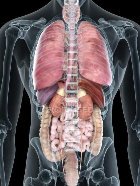 Illustrazione a metà sezione della silhouette trasparente del corpo maschile con organi interni colorati
. — Foto stock