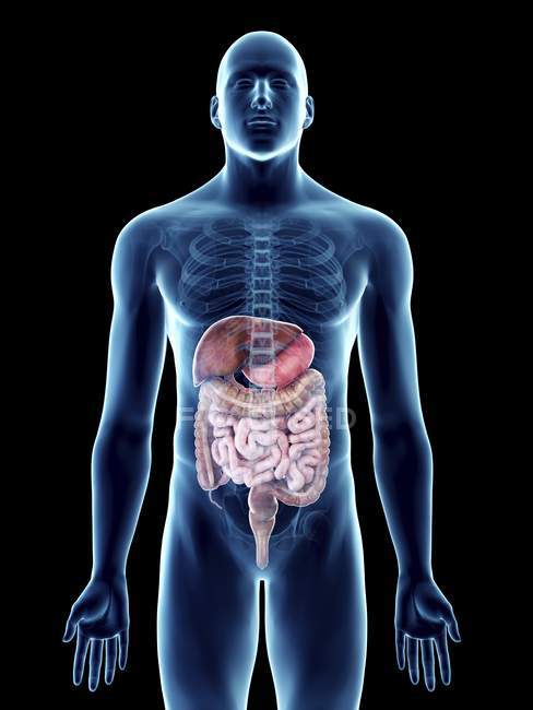 Ilustración de silueta azul transparente del cuerpo masculino con sistema digestivo coloreado . - foto de stock