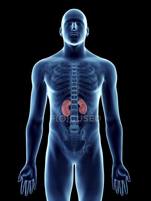 Ilustración de silueta azul transparente del cuerpo masculino con riñones de color
. - foto de stock