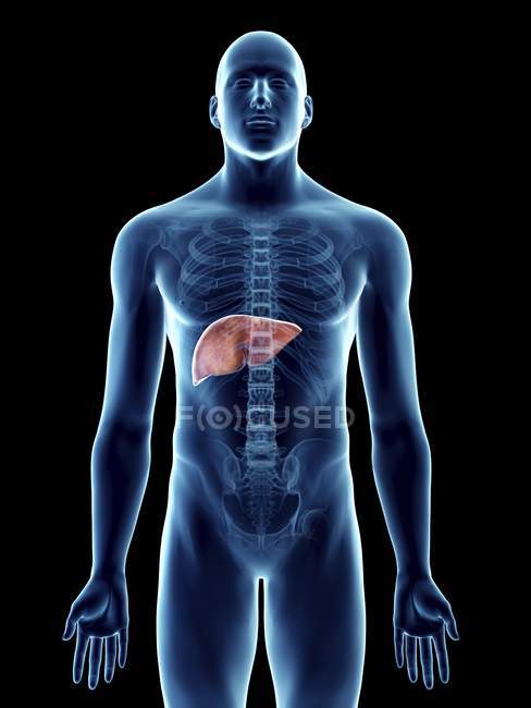 Ilustración de silueta azul transparente del cuerpo masculino con hígado de color . - foto de stock