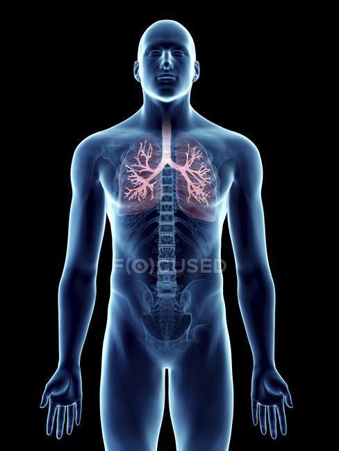 Ilustración de silueta azul transparente del cuerpo masculino con bronquios de colores
. - foto de stock