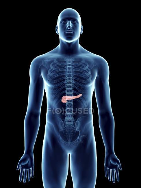 Illustrazione della silhouette blu trasparente del corpo maschile con pancreas colorato . — Foto stock