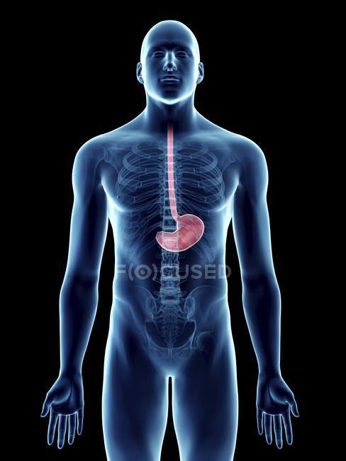 Ilustración de silueta azul transparente del cuerpo masculino con el estómago coloreado . - foto de stock
