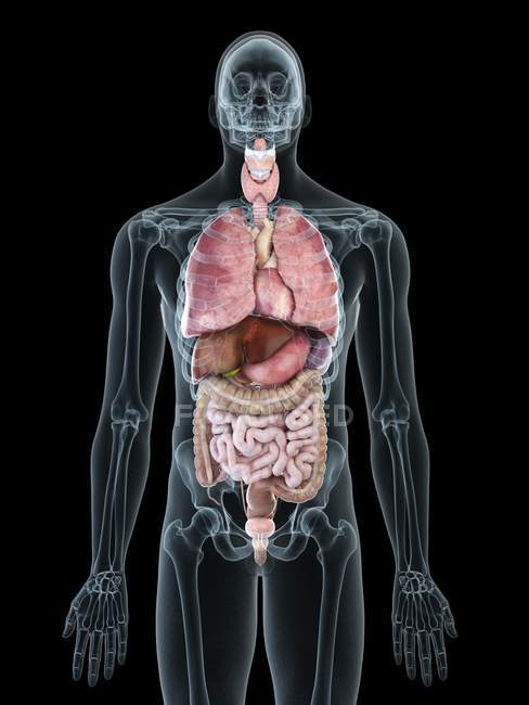 Ілюстрація прозорого силуету чоловічого тіла з кольоровими внутрішніми органами . — стокове фото