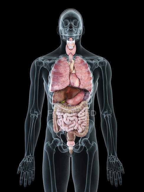 Иллюстрация прозрачного силуэта мужского тела с цветными внутренними органами . — стоковое фото