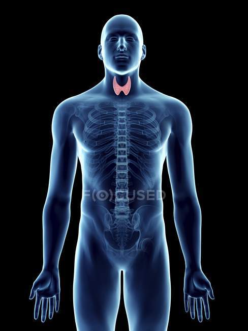 Иллюстрация прозрачного силуэта мужского тела с цветной щитовидной железой
. — стоковое фото
