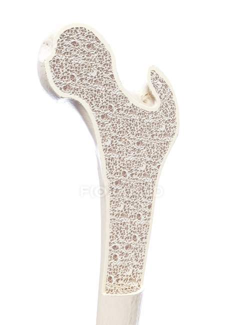 Illustrazione della struttura ossea sana su sfondo bianco . — Foto stock