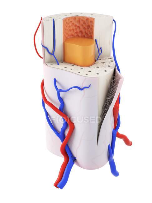 Illustration numérique de l'anatomie osseuse humaine . — Photo de stock