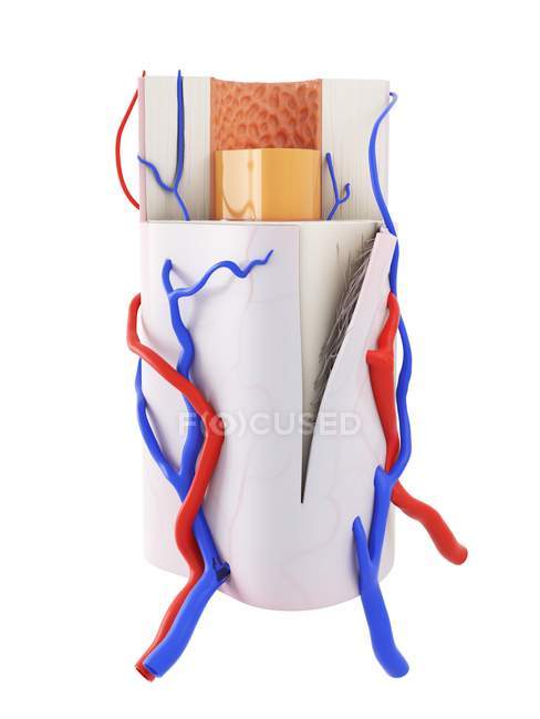Digitale Illustration der menschlichen Knochenanatomie. — Stockfoto